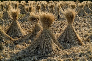 pic rice straw